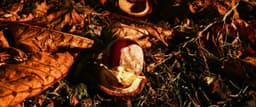 Die Schönsten Herbstwanderwege: Natur und Spiritualität vereint